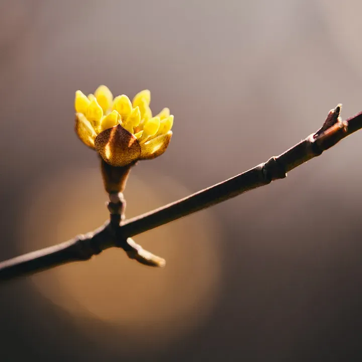 A closeup of a yellow flower beginning to sprout on a tree branch.