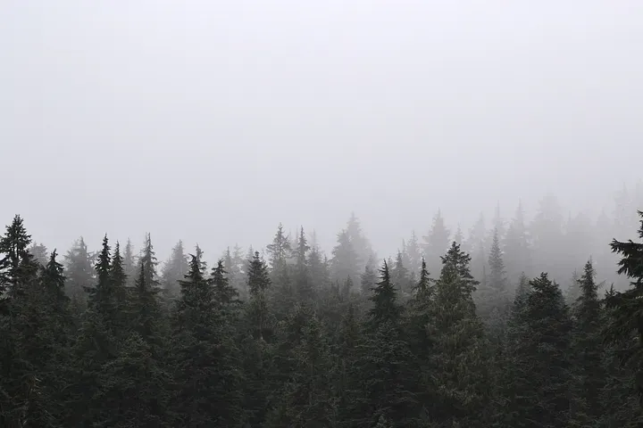 A treeline of a forest with a foggy sky overhead.